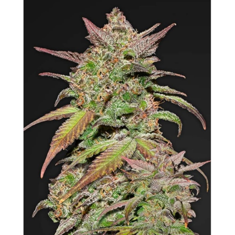 Smoothie Auto