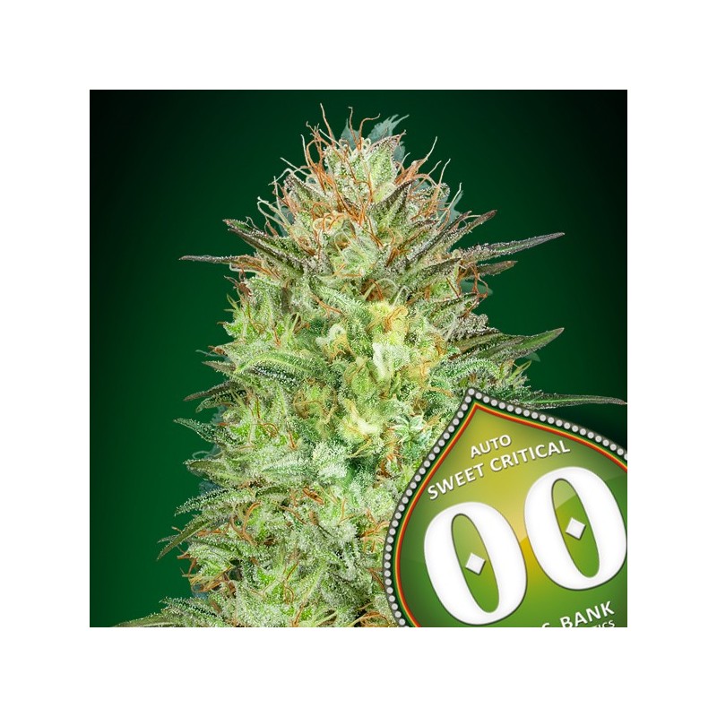 Auto Sweet Critical - Autoflorecientes - 00 Seeds