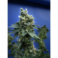 S.A.G.E. N Sour - Regulares - T.H. Seeds
