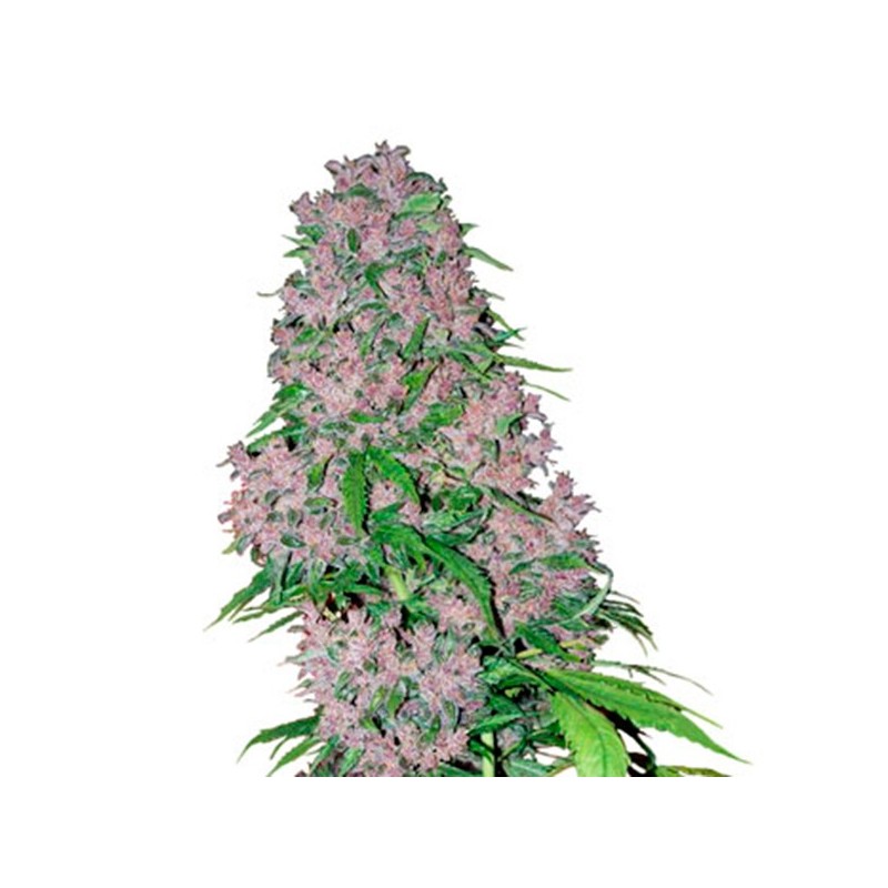 Purple Bud - Feminizadas - White Label