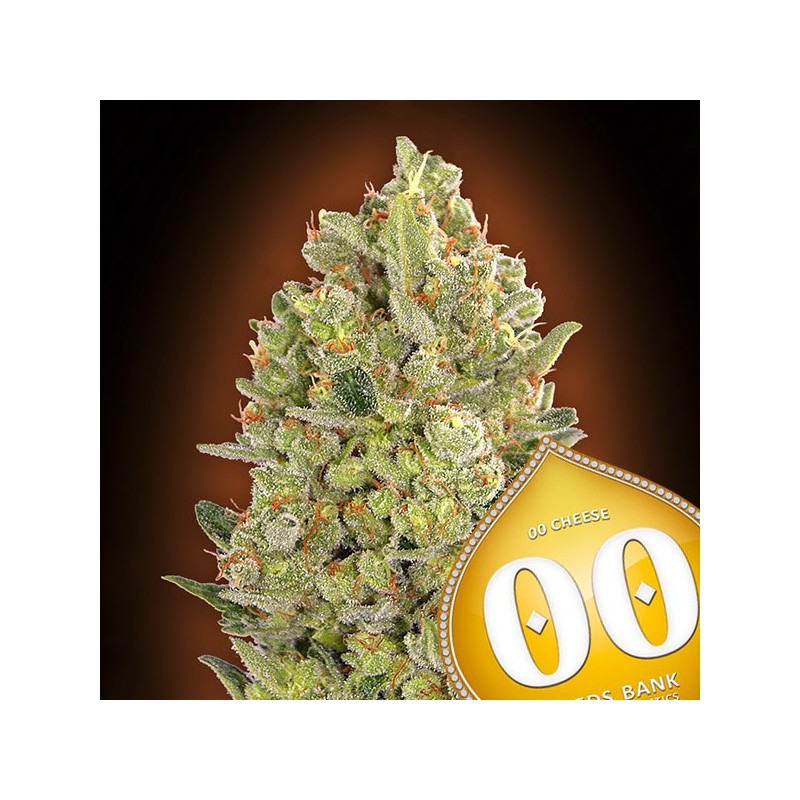 00 Cheese - Feminizadas - 00 Seeds