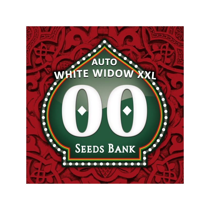 Auto White Widow XXL - Autoflorecientes - 00 Seeds