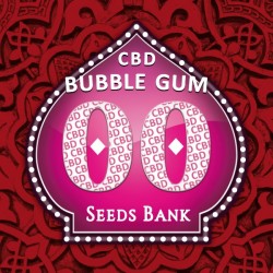 Bubble Gum CBD - Feminizadas - 00 Seeds
