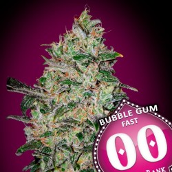 Bubble Gum Fast - Feminizadas - 00 Seeds