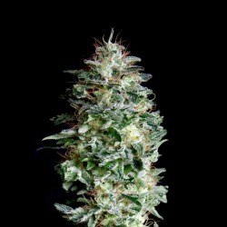 Absolute Herer - Feminizadas - Absolute Cannabis Seeds