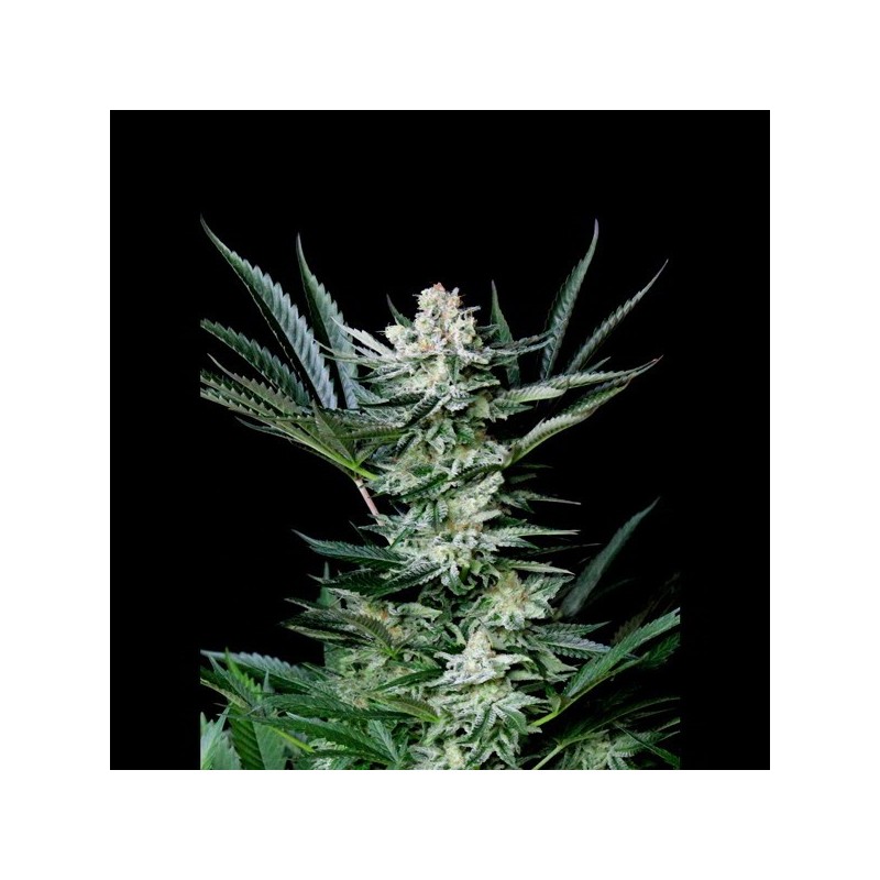 Auto Amazing - Autoflorecientes - Absolute Cannabis Seeds