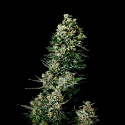 Chocolute F2 10u Regulares - Absolute Cannabis Seeds