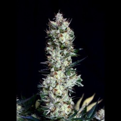 Rittus Haze - Feminizadas - Absolute Cannabis Seeds