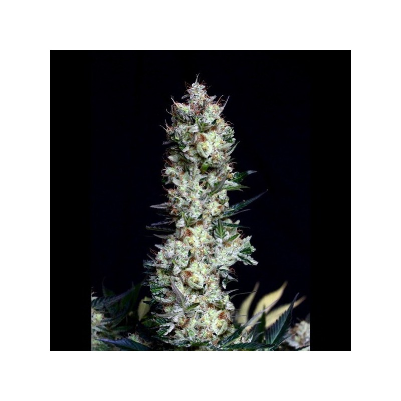 Rittus Haze - Feminizadas - Absolute Cannabis Seeds