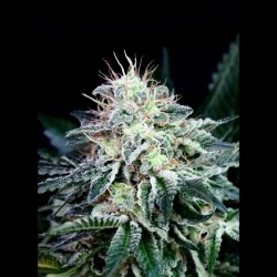 Auto Radical - Autoflorecientes - Absolute Cannabis Seeds