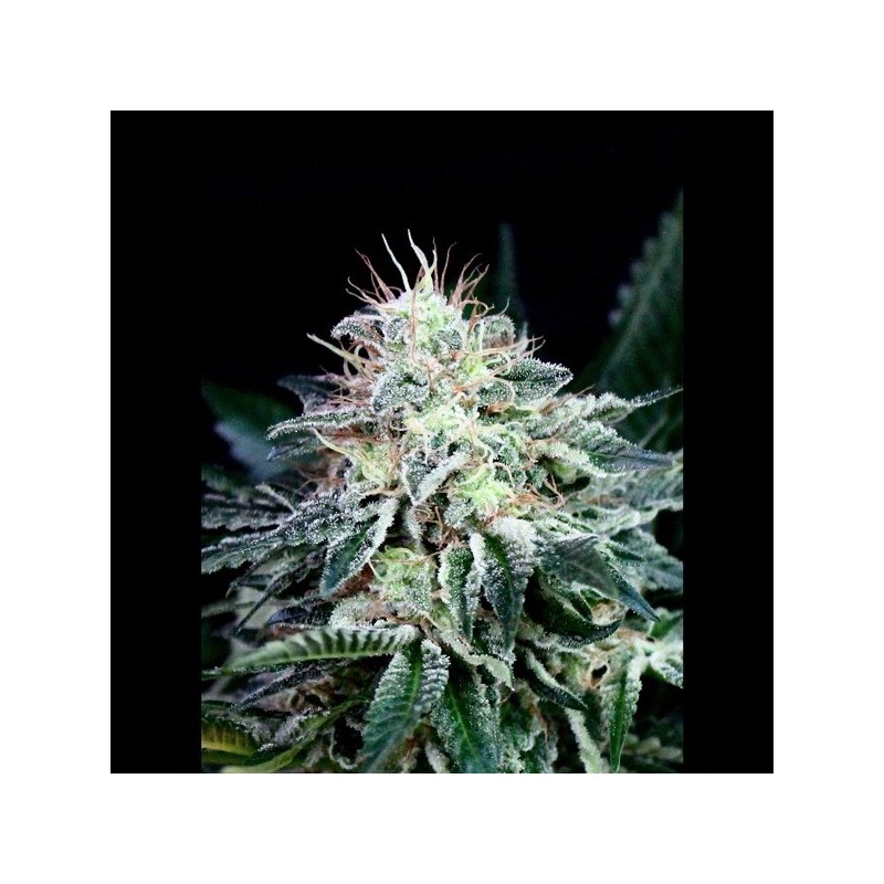 Auto Radical - Autoflorecientes - Absolute Cannabis Seeds