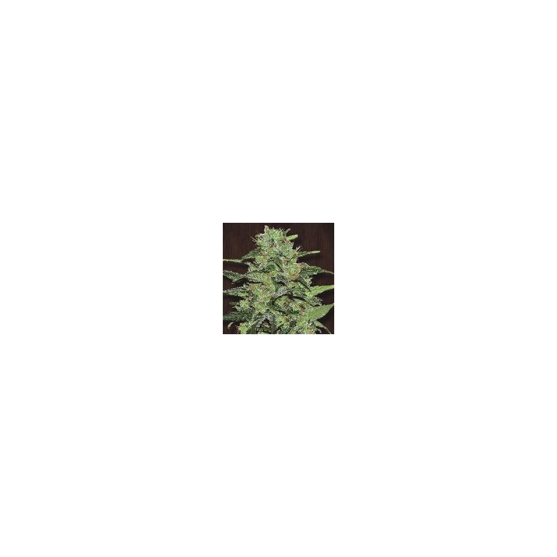 Malawi - Feminizadas - Ace Seeds