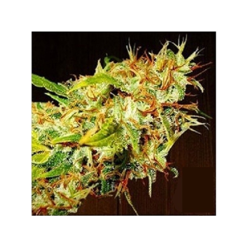 Zamaldelica - Feminizadas - Ace Seeds