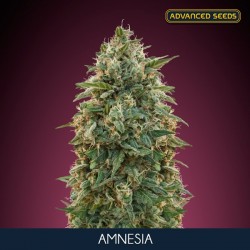 Amnesia - Feminizadas - Advanced Seeds
