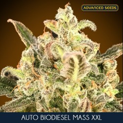 Auto Biodiesel Mass XXL - Autoflorecientes - Advanced Seeds