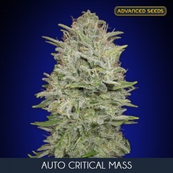 Auto Critical Mass - Autoflorecientes - Advanced Seeds