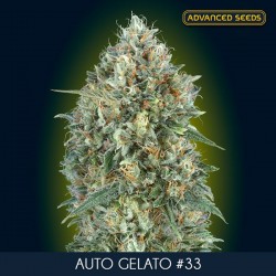 Auto Gelato nº 33 - Autoflorecientes - Advanced Seeds