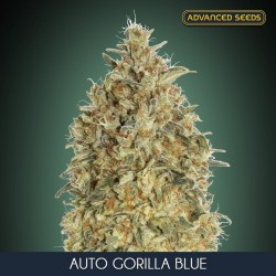 Auto Gorilla Blue - Autoflorecientes - Advanced Seeds