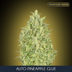 Auto Pineapple Glue - Autoflorecientes - Advanced Seeds