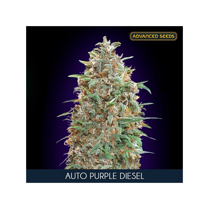 Auto Purple Diesel - Autoflorecientes - Advanced Seeds