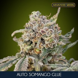 Auto Somango Glue - Autoflorecientes - Advanced Seeds
