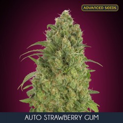 Auto Strawberry Gum - Autoflorecientes - Advanced Seeds