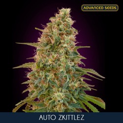 Auto Zkittlez - Autoflorecientes - Advanced Seeds