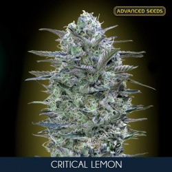 Critical Lemon - Feminizadas - Advanced Seeds