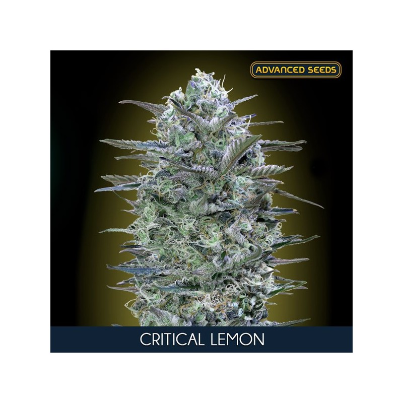 Critical Lemon - Feminizadas - Advanced Seeds