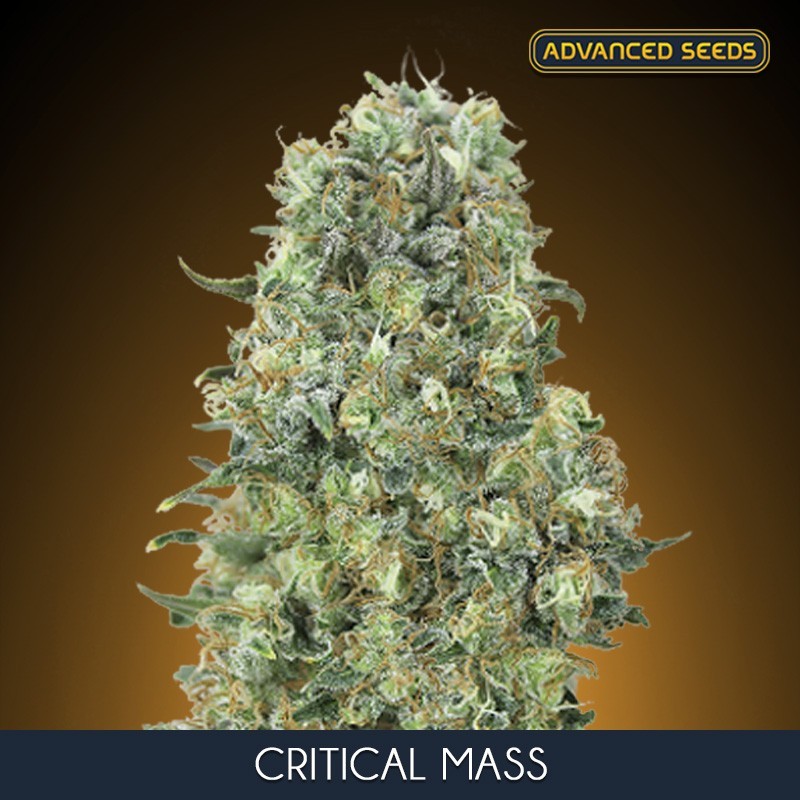 Critical Mass - Feminizadas - Advanced Seeds