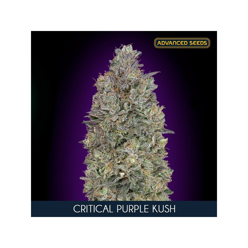 Critical Purple Kush - Feminizadas - Advanced Seeds