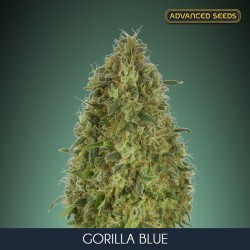 Gorilla Blue - Feminizadas - Advanced Seeds