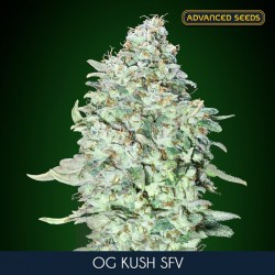 OG Kush S.F.V. - Feminizadas - Advanced Seeds