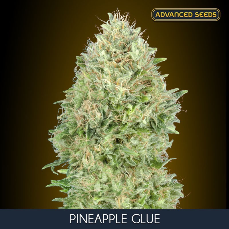 Pineapple Glue - Feminizadas - Advanced Seeds
