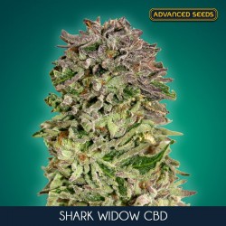 Shark Widow CBD - Feminizadas - Advanced Seeds