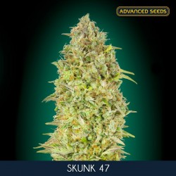Skunk 47 - Feminizadas - Advanced Seeds