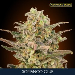 Somango Glue - Feminizadas - Advanced Seeds