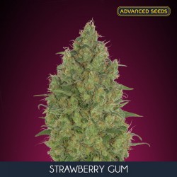 Strawberry Gum - Feminizadas - Advanced Seeds