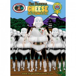 Auto Big Buddha Cheese - Autoflorecientes - Big Buddha Seeds