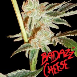 Badazz Cheese - Feminizadas - Big Buddha Seeds
