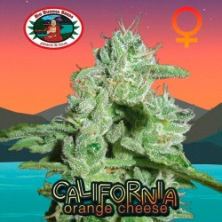 California Orange Cheese - Feminizadas - Big Buddha Seeds