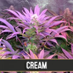 Auto Cream - Autoflorecientes - Blimburn Seeds