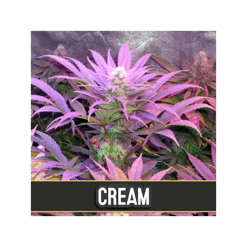 Auto Cream - Autoflorecientes - Blimburn Seeds