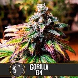 Auto Gorilla G4 - Autoflorecientes - Blimburn Seeds