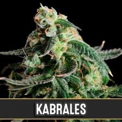 Auto Kabrales - Autoflorecientes - Blimburn Seeds