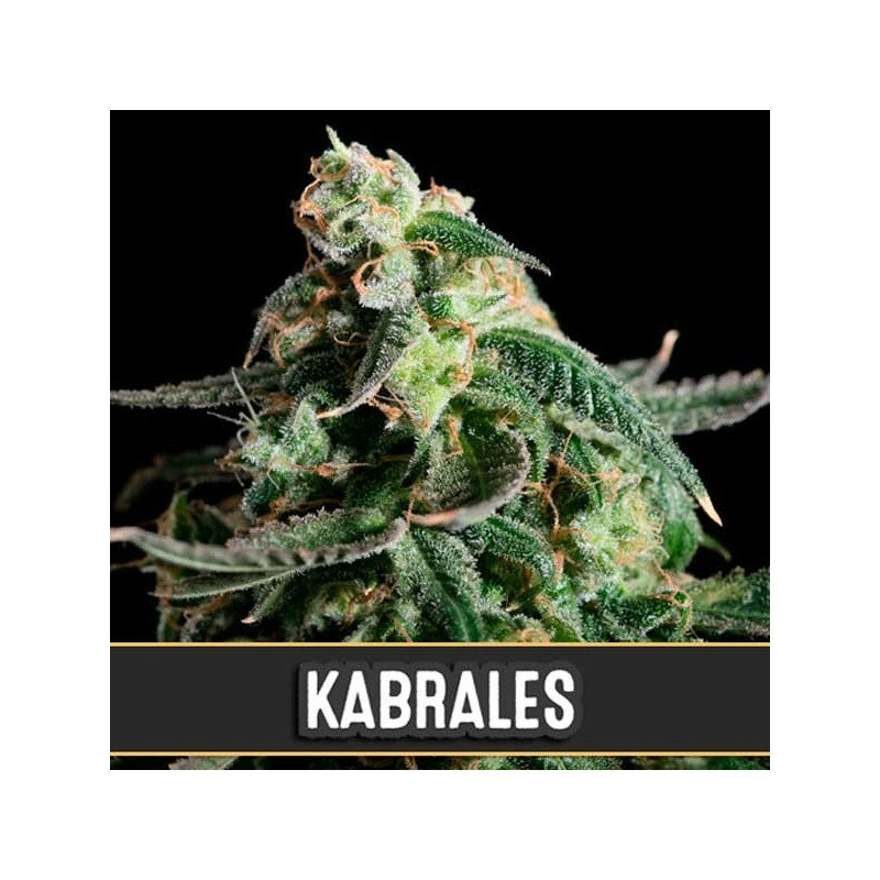 Auto Kabrales - Autoflorecientes - Blimburn Seeds