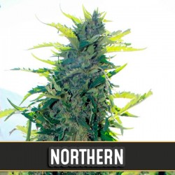 Auto Northern - Autoflorecientes - Blimburn Seeds