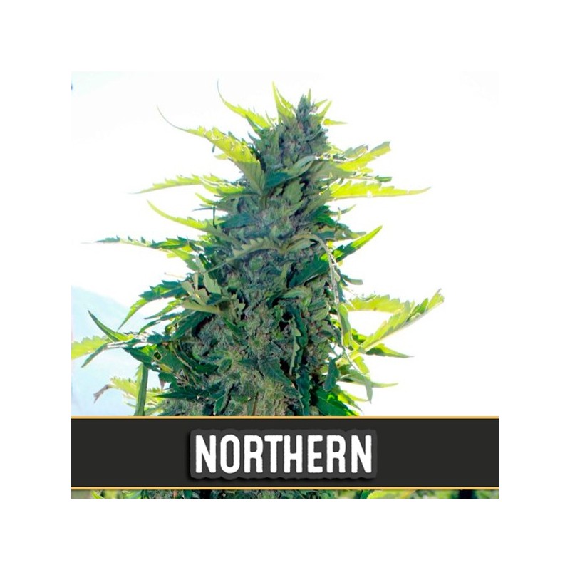 Auto Northern - Autoflorecientes - Blimburn Seeds
