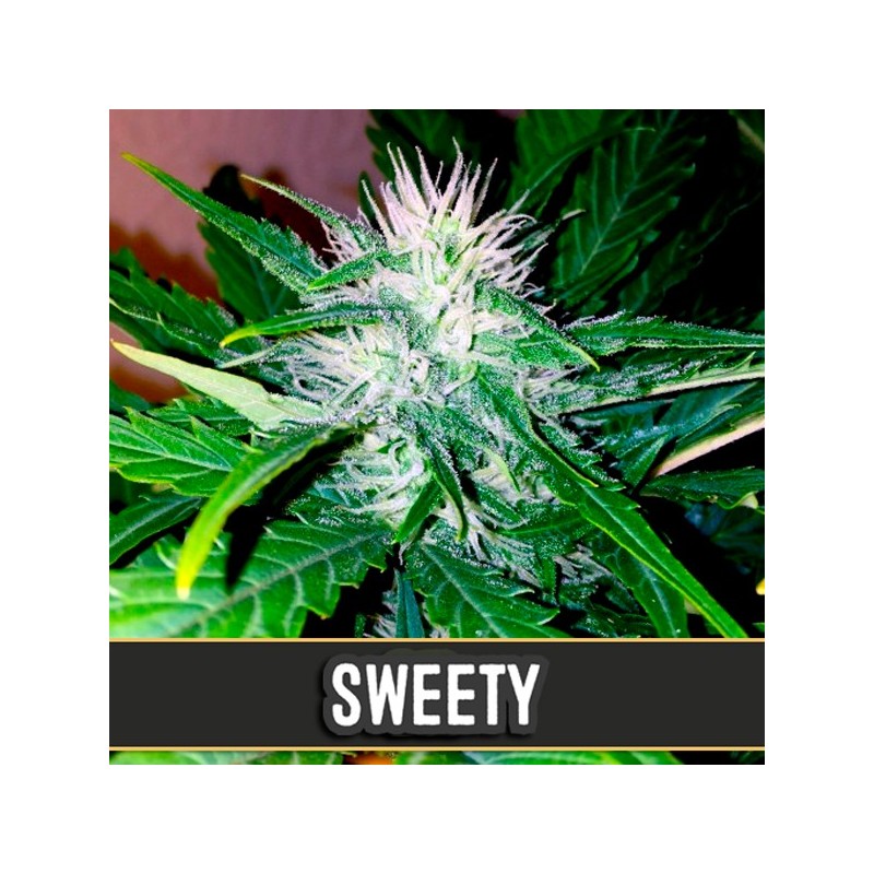 Auto Sweety - Autoflorecientes - Blimburn Seeds