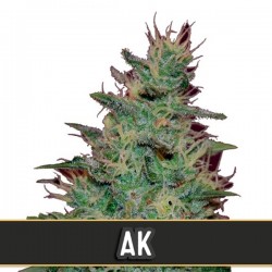 Automatic AK - Autoflorecientes - Blimburn Seeds